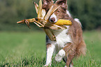 playing Border Collie