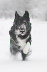 running Border Collie