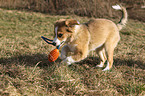 playing Border Collie Puppy