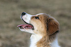 Border Collie Puppy