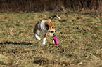 playing Border Collie Puppy