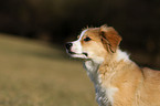 Border Collie Puppy