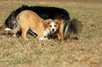 Border Collies