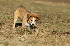 Border Collie Puppy