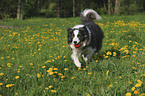 playing Border Collie