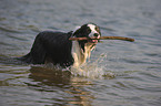 playing Border Collie