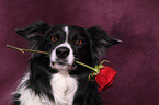 Border Collie Portrait