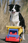 Border Collie