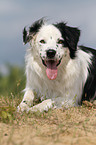 lying Border Collie