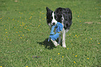 playing Border Collie