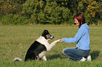 Border Collie gives paw