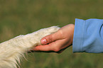 Border Collie gives paw