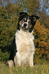 sitting Border Collie