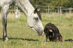 horse and dog