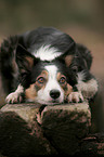 lying Border Collie
