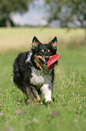 Border Collie Portrait