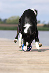 playing Border Collie