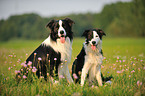 2 Border Collies