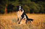 2 Border Collies