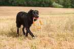 playing Border Collie