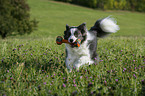 playing Border Collie