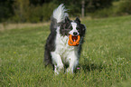 playing Border Collie