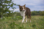 walking Border Collie