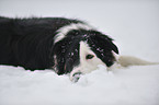 lying Border Collie