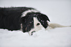 lying Border Collie