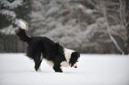 digging Border Collie