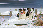 2 dogs in the snow