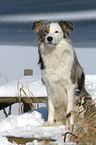 sitting Border Collie