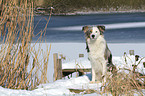 sitting Border Collie