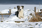 lying Border Collie