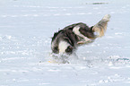 braking Border Collie