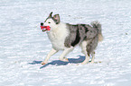 playing Border Collie