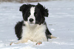 Border Collie Puppy in the snow