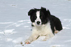 Border Collie Puppy in the snow