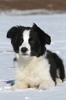 Border Collie Puppy in the snow