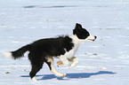 Border Collie Puppy in the snow