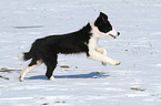 Border Collie Puppy in the snow