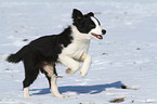 Border Collie Puppy in the snow