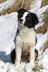 Border Collie Puppy in the snow