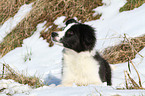 Border Collie Puppy in the snow