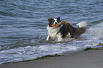 playing Border Collie