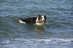 playing Border Collie