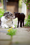 dog and lamb