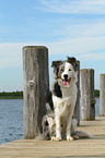 sitting Border Collie