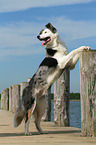 standing Border Collie