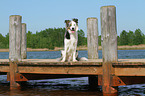 sitting Border Collie